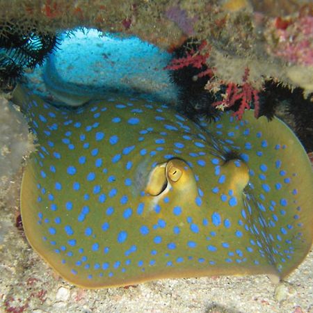 Gili Pirates Dive & Bnb Gili Trawangan Exterior foto